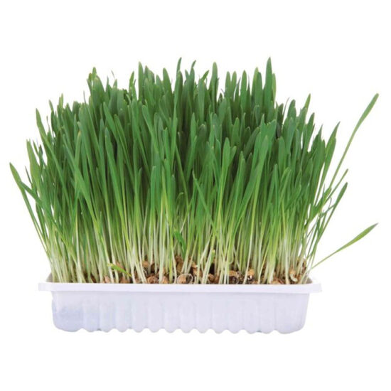 Trixie Small animal grass, 100gr - zāle kaķiem